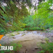 Frankln Falls Trail Virtual Forest Walk