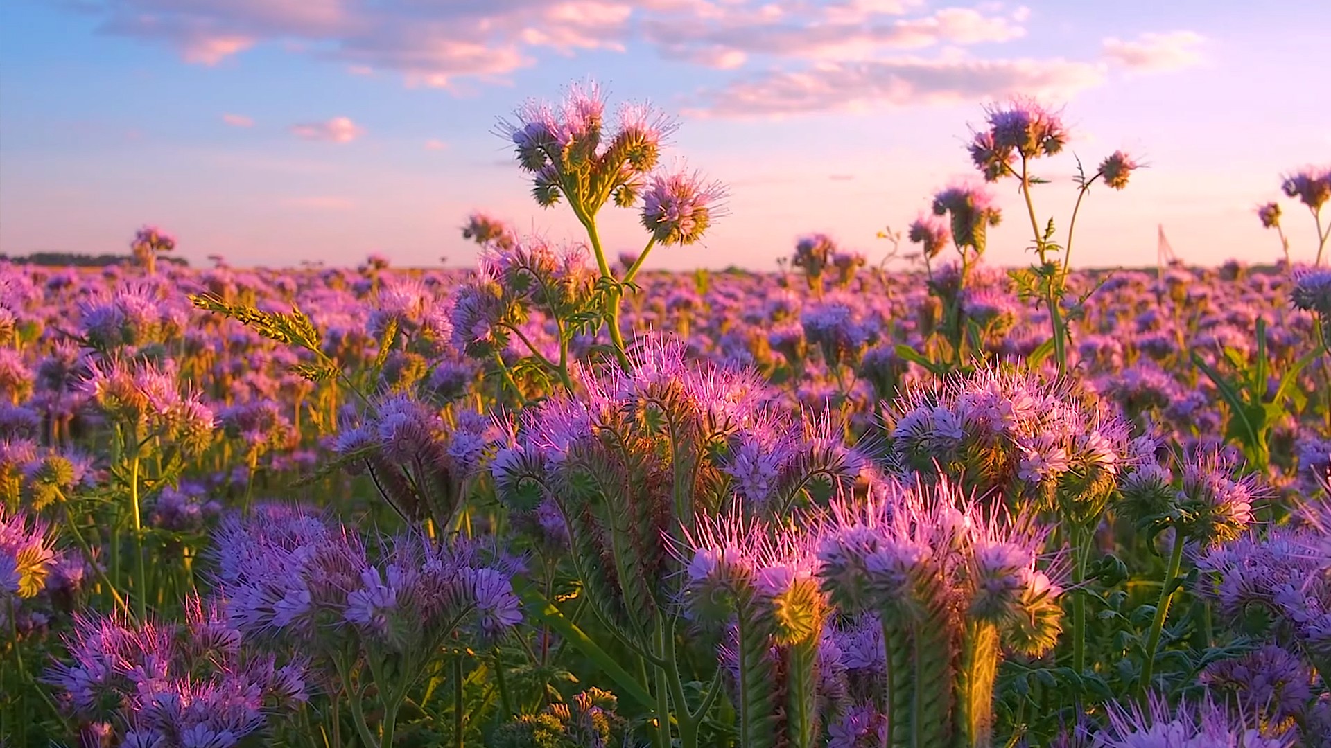 The Beautiful Soothing Tunes of Scenic Flower Field