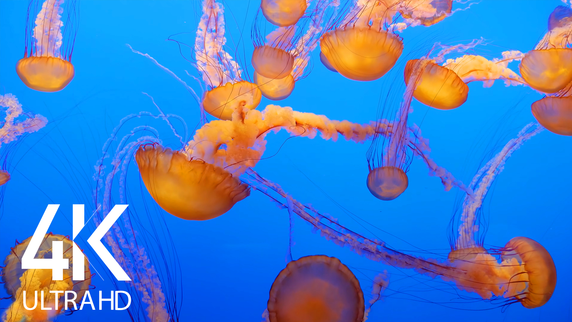4K Aquarium Screensaver with Ambient Music - 8 HOURS Relaxing Dance of  Jellyfish