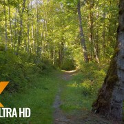 newcastle highlands trail urban trails virtual forest walk