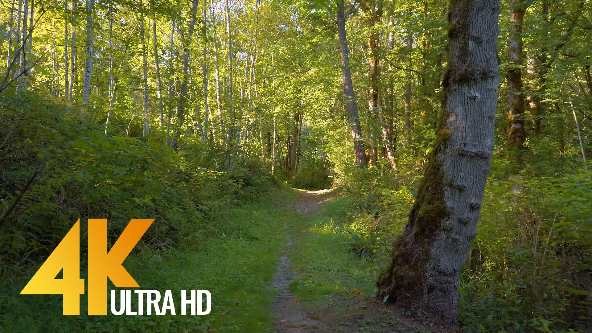 4K Virtual Forest Walk - Newcastle Highlands Trail | ProArtInc