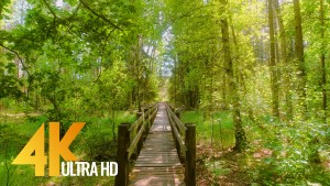 Amazing nature of Lithuania Walking tour PART 2