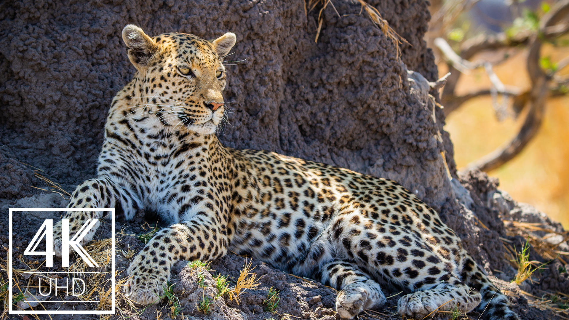 Wildlife in danger. African Leopard. Пластиковыми панелями фото леопард. Incredible Wildlife referat.