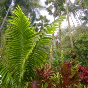 Relaxing Melody of Rain in a Tropical Forest