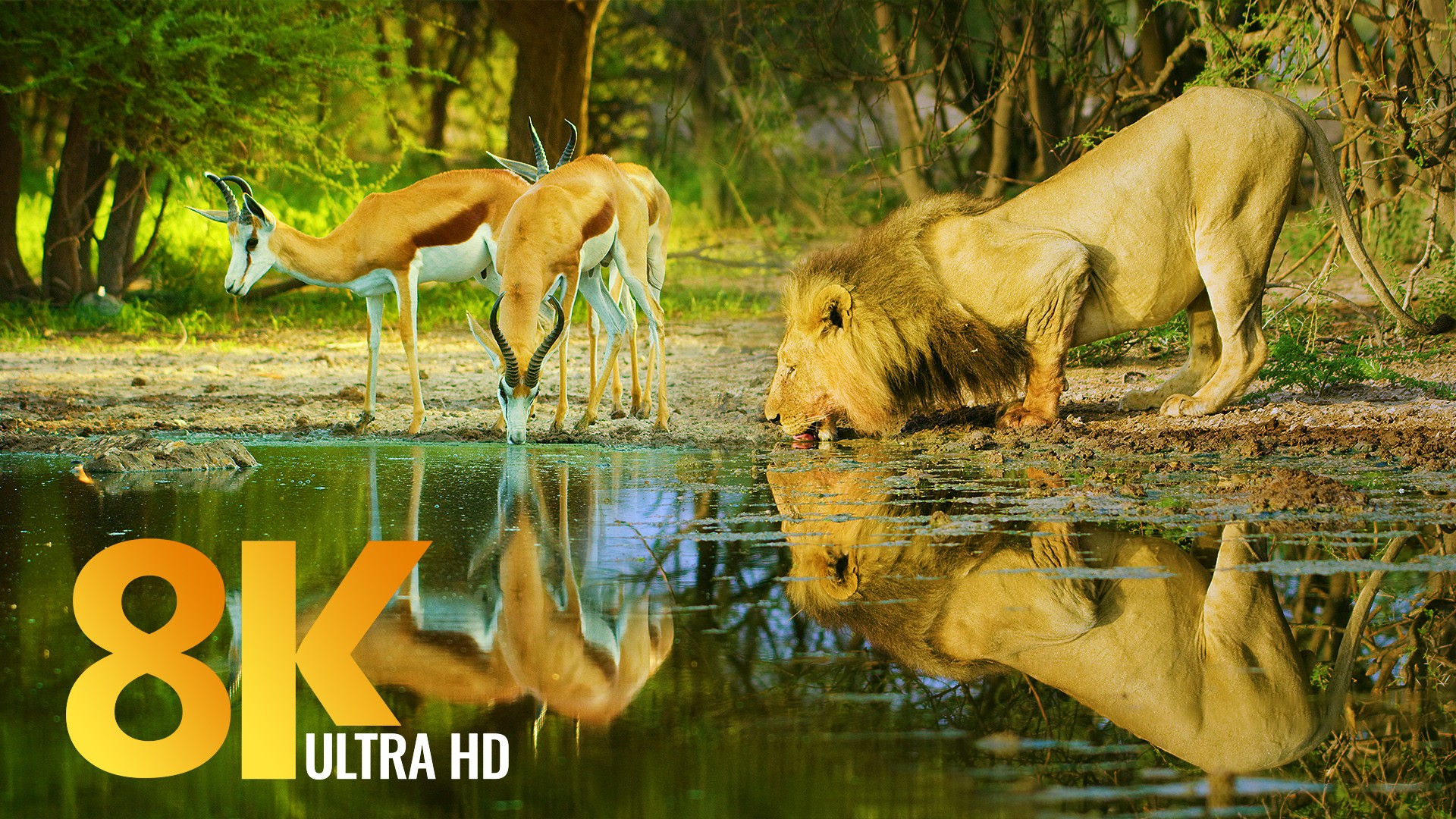Amazing Wildlife of Botswana 8K Nature Documentary Film (with music