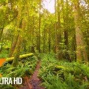 High Point Trail, Issaquah area Nature Walking Tour