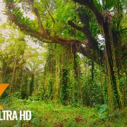 Puna Forest Reserve Hawaii, Big Island Nature Walking Tour