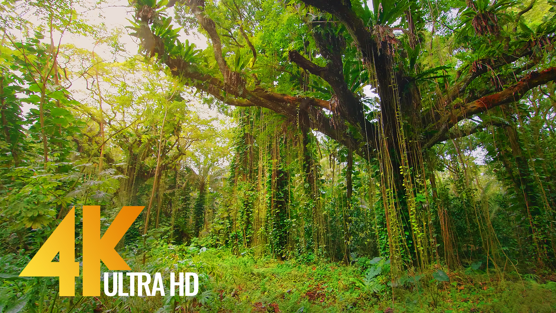 Vertical 4K Nature Film with Music - The Beauty of Big Island's Nature,  Hawaii 