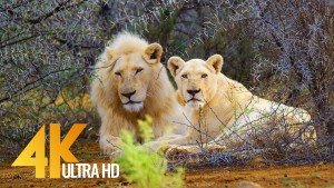 African Wildlife Sanbona Nature Relax Video