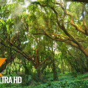 Amazing Forests of the United States Nature relax video