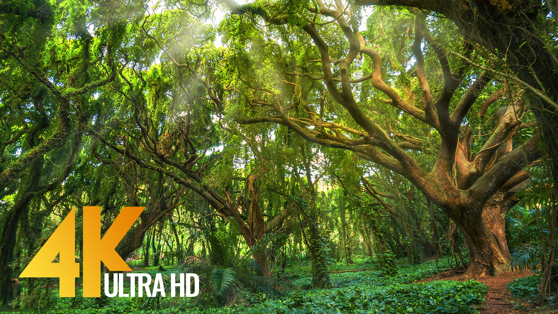 Rainforest 4K - The World's Amazing Tropical Rainforest