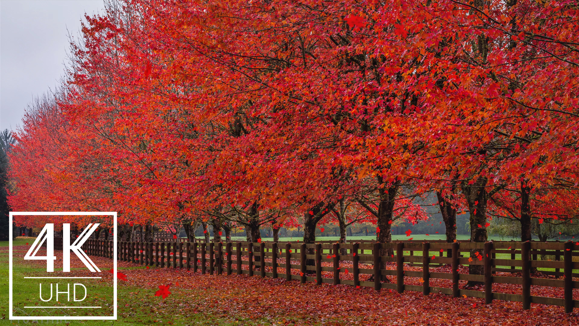 [3 HOURS] 4K Animated Screensaver with Soothing Music Fall Foliage