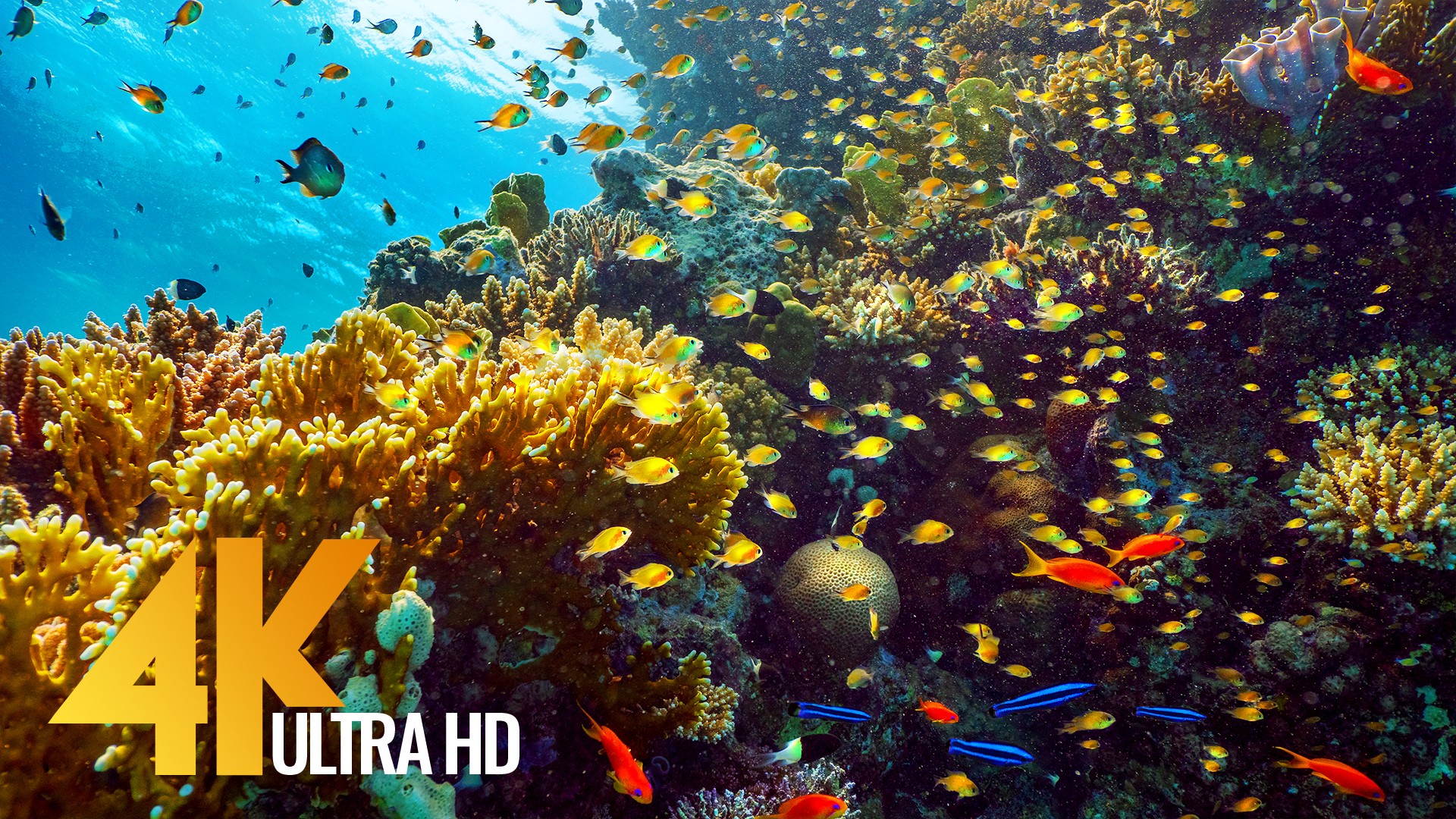 RED SEA INHABITANTS Underwater Relaxation Video