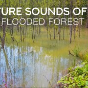 4k_Flooded_forest_of_the_Carpathian_mountains_8_hours_YOUTUBE