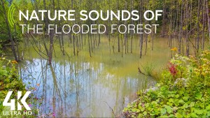 4k_Flooded_forest_of_the_Carpathian_mountains_8_hours_YOUTUBE