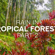 8k_Rain_in_Tropical_Forest_Part_2_Nature_Relax_Video_8_Hours_YOUTUBE (2)