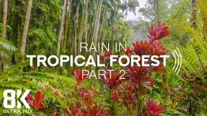 8k_Rain_in_Tropical_Forest_Part_2_Nature_Relax_Video_8_Hours_YOUTUBE (2)