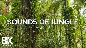 jungle-3