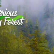 foggy-forest