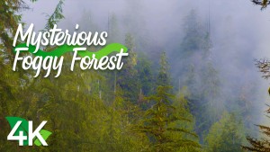 foggy-forest