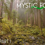 8k MYSTIC FOREST EPISODE 1 3 HOURS YOUTUBE
