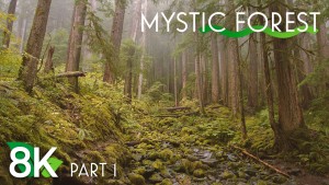 8k MYSTIC FOREST EPISODE 1 3 HOURS YOUTUBE