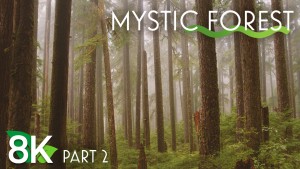 8k MYSTIC FOREST EPISODE 2 3 HOURS YOUTUBE