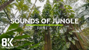 8k SOUNDS OF JUNGLE PART 4 8 HOUR YOUTUBE