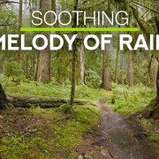 8k_Rain_in_a_Fairytale_Forest_Nature_Relax_Video_8_Hours_YOUTUBE