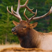 4k_Wild_Animals_of_Canada_Part_1_Deer_and_Elks_Nature_Relax_Video