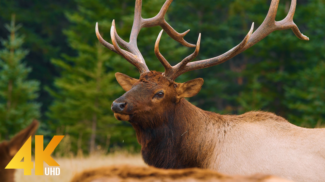 Wild Animals of Canada in 4K UHD - Part #1 - Beautiful Deer and Elks - Best  of Wild Canada | ProArtInc