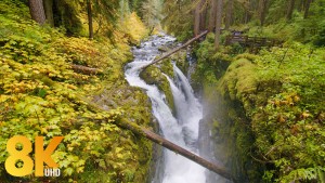 8k_Autumn_Charm_of_Sol_Duc_Falls,_Olympic_National_Park,_WA_Nature