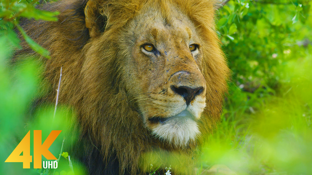 BEST OF AFRICA - African Wildlife Film - Amazing Animals in 4K UHD - Part  #1 | ProArtInc