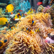 4k_Amazing_Underwater_World_of_the_Red_Sea_5_Underwater_Relax_Video
