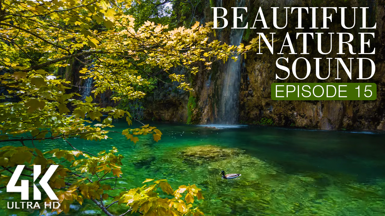 Beautiful_Nature_Sounds_8_HRS_Soothing_Bird_Songs_+_Gentle_Waterfall