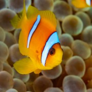 4K BEST OF THE RED SEA DIVING RELAX VIDEO YOUTUBE