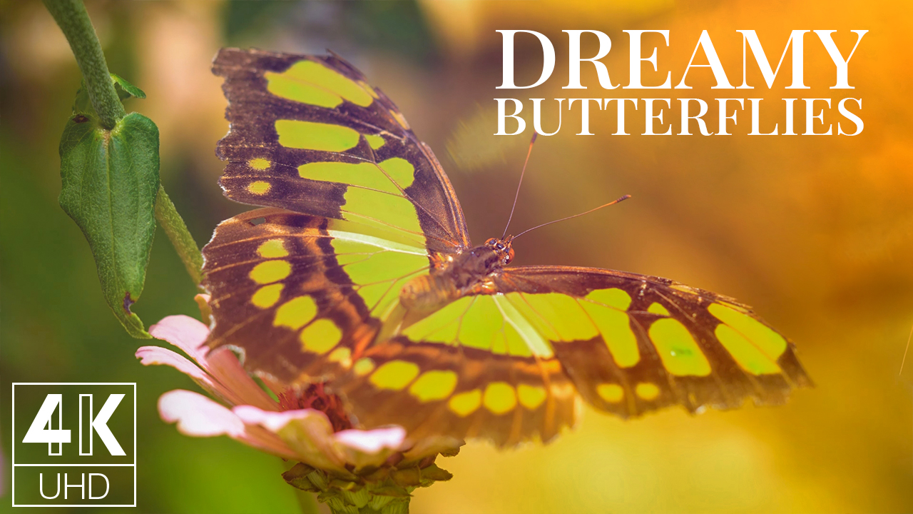 4K Dreamy Butterflies Nature Relax Video 8 hours YOUTUBE