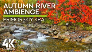 4K_Autumn_colors_of_a_mountain_river,_Primorskiy_krai,_RUSSIA_NATURE