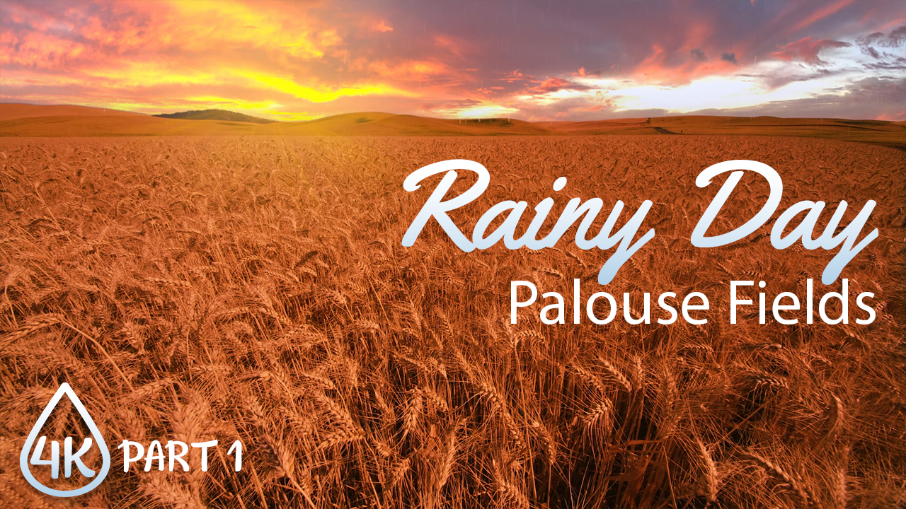 4K_Palouse_Wheat_Fields_on_a_Rainy_Day,_Epizode_#1_NATURE_RELAX