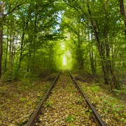 4K_Tunnel_of_Love_in_Klevan_Natural_Wonder_of_Ukraine_Nature_Walking