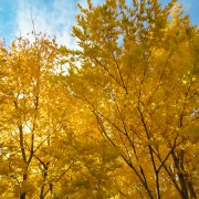 4k YELLOW AND RED MAPLE TREE Nature Relax Video YOUTUBE