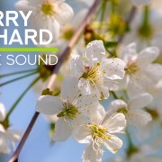 4K_The_Cherry_Orchard_Nature_Relax_Video_8_hours_ONLY_SELL_33_Mbit