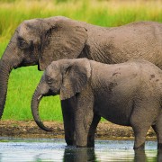 8K_Rich_Wildlife_of_Okavango_River_Bostwana_Part_#2_Nature_Relax