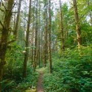 Snoqualmie valley trail Nature Walking Tour YOUTUBE
