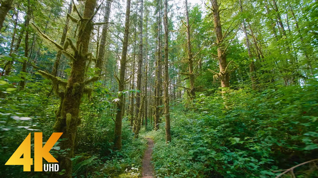 Snoqualmie valley trail Nature Walking Tour YOUTUBE