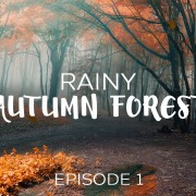 4K_Foggy_Rainy_Autumn_Forest_Episode_#1_Nature_Relax_Video_8_hours