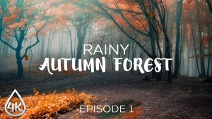 4K_Foggy_Rainy_Autumn_Forest_Episode_#1_Nature_Relax_Video_8_hours