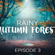 4K_Foggy_Rainy_Autumn_Forest_Episode_#3_Nature_Relax_Video_8_hours