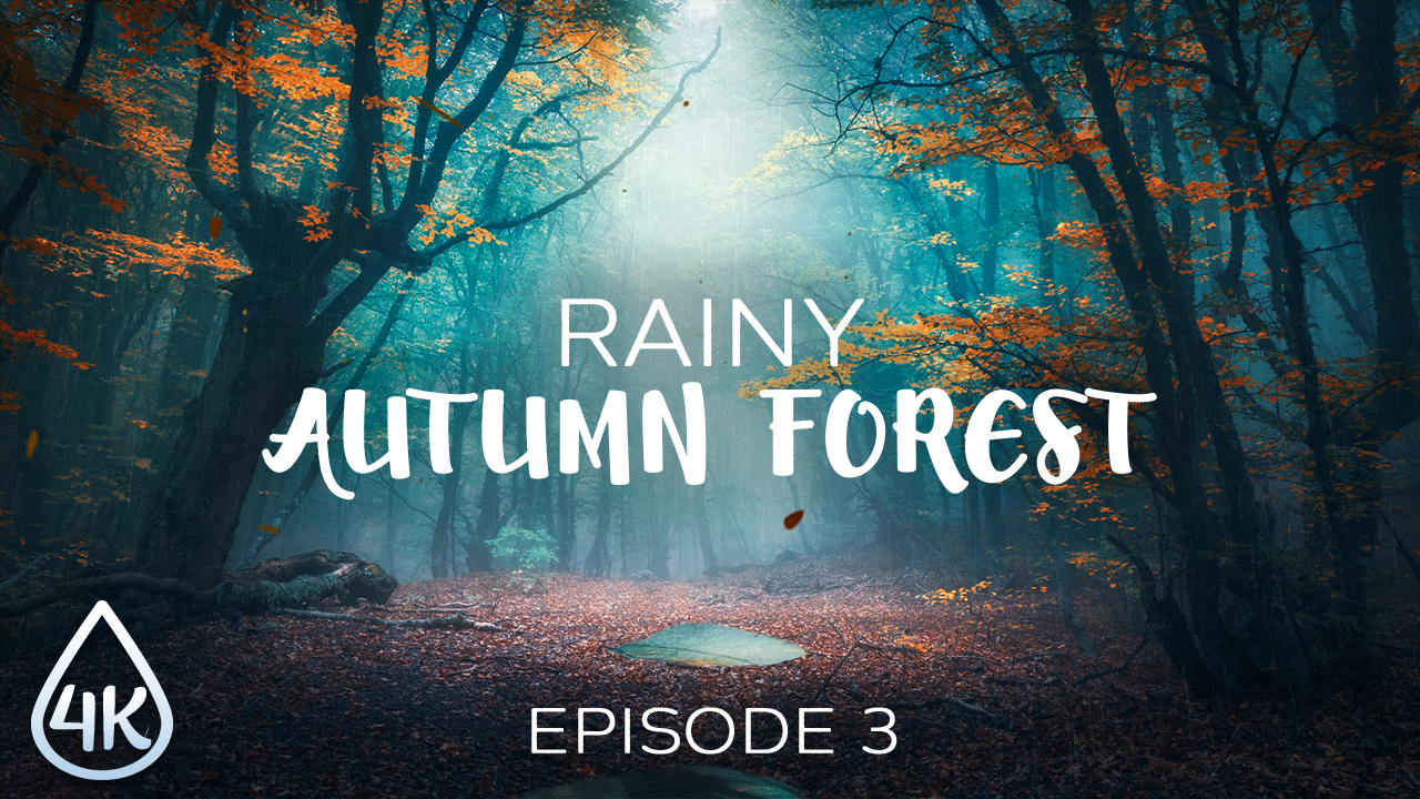 4K_Foggy_Rainy_Autumn_Forest_Episode_#3_Nature_Relax_Video_8_hours