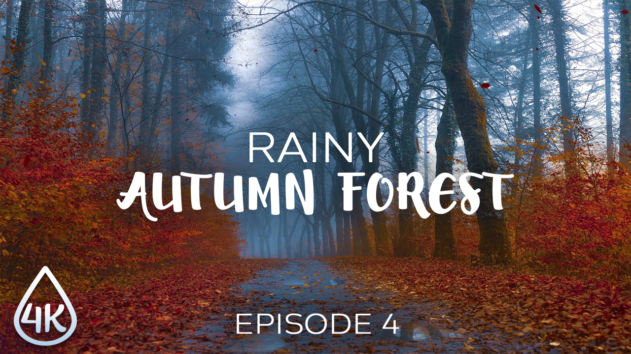 4K_Foggy_Rainy_Autumn_Forest_Episode_#4_Nature_Relax_Video_8_hours